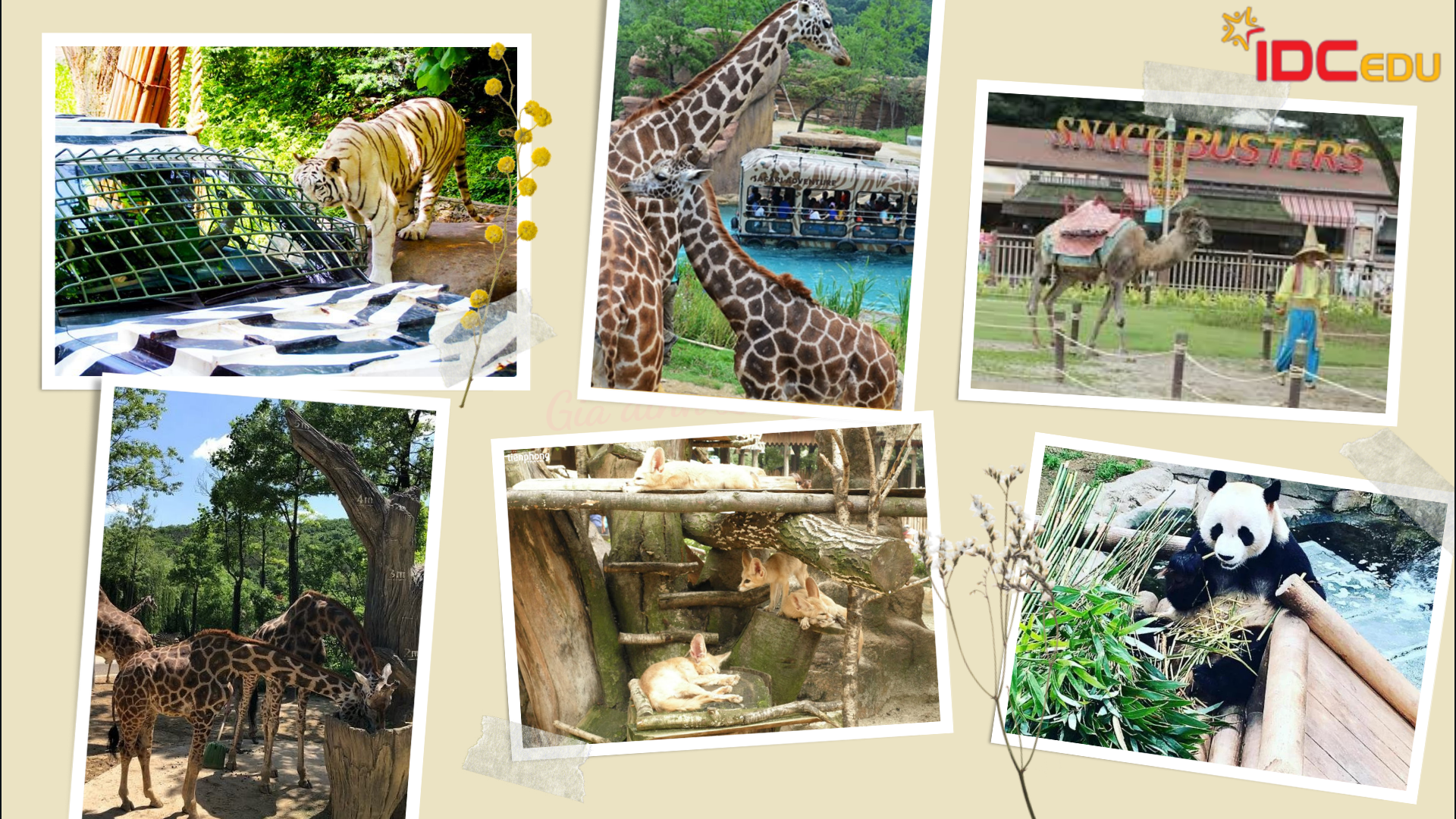 Vườn bách thu Zoo Topia